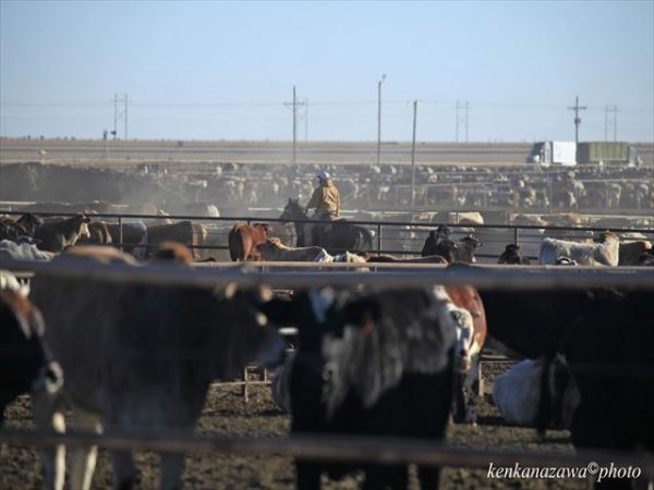 ルート66カヌート